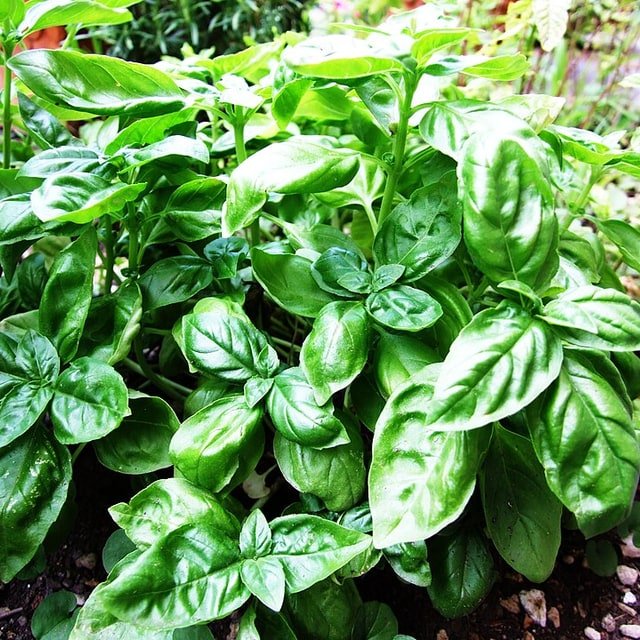 Basil Sweet Genovese Seed