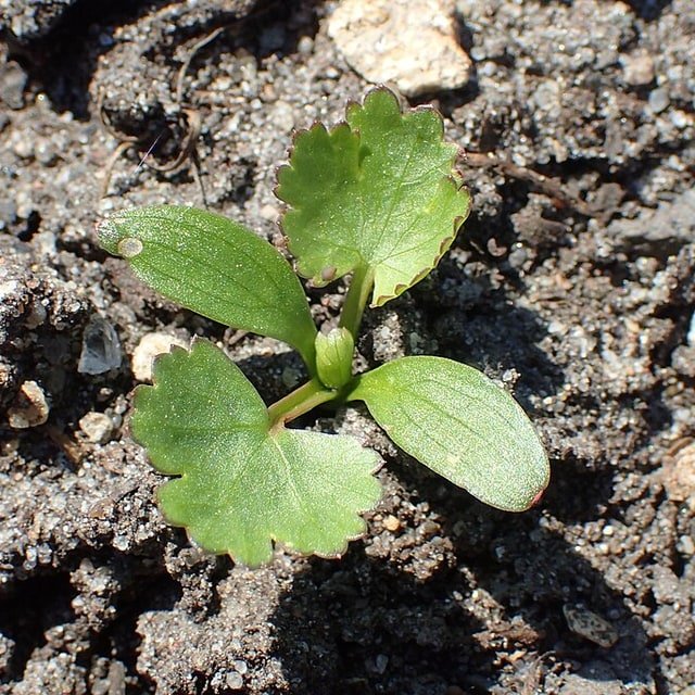 Cilantro Coriander Seed