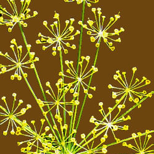 Dill Mammoth Seed