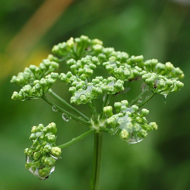 Parsley Italian Flat Seed