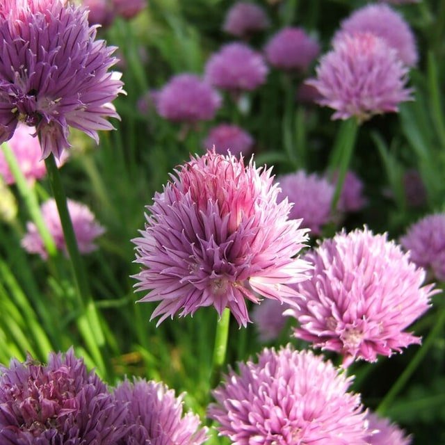 Chives Fine Leaf Seed
