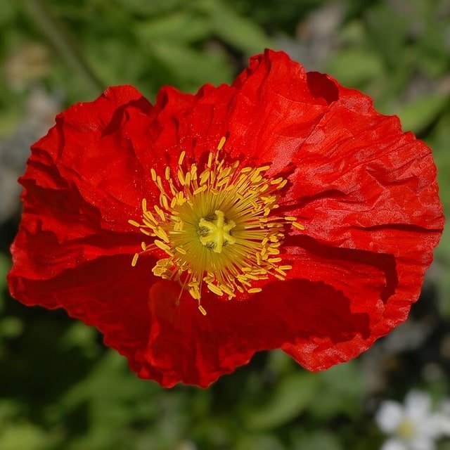 Iceland Poppy Seed