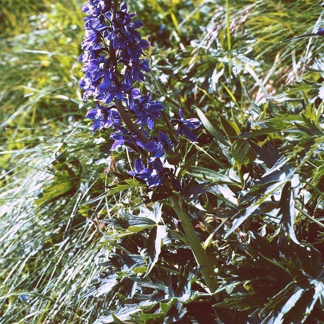 Larkspur Giant Imperial Seed