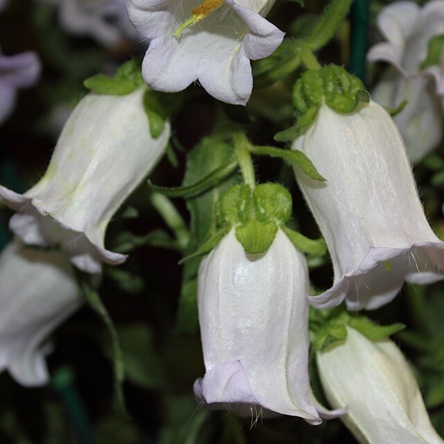 Canterbury Bells Campanula Seed