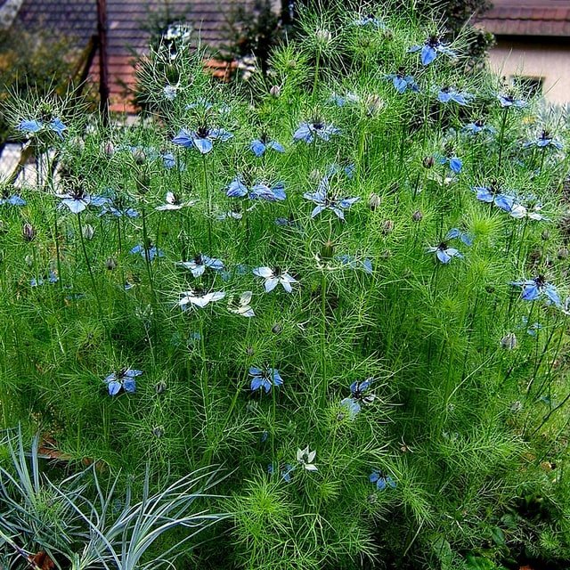 Love-in-a-Mist Nigella Seed