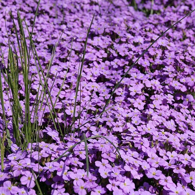 Aubrieta Cascade Seed