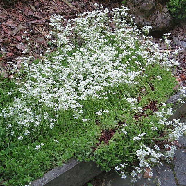 Saxifraga Mossy Seed