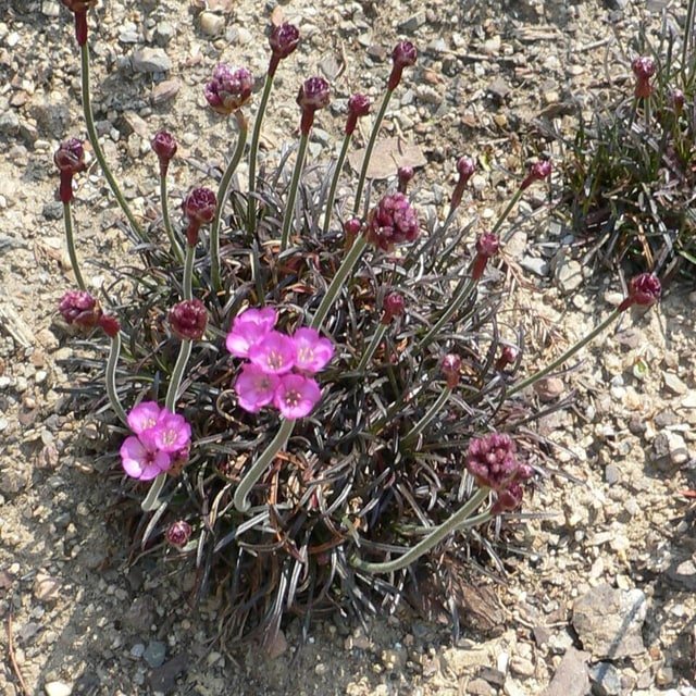 Armeria Sea Thrift Seed