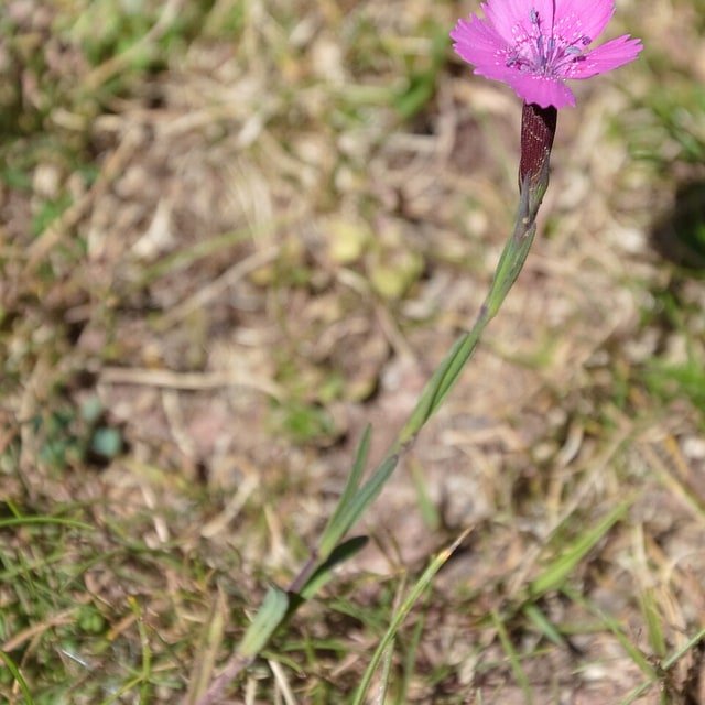 Dianthus Tiny Rubies Seed