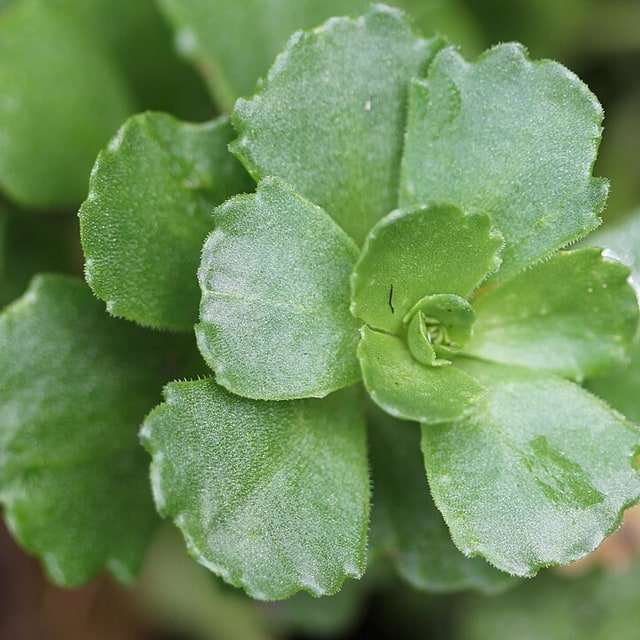 Sedum Dragon Blood Seed