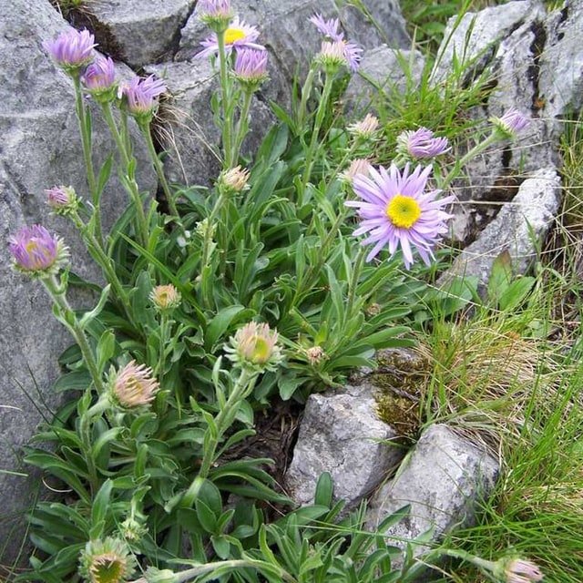 Alpine Aster Seed