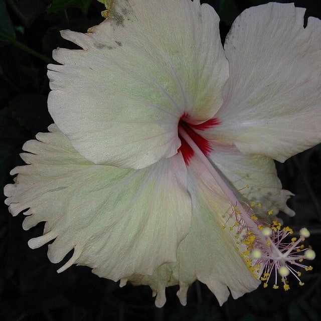 Hibiscus Rosa Sinensis Seed