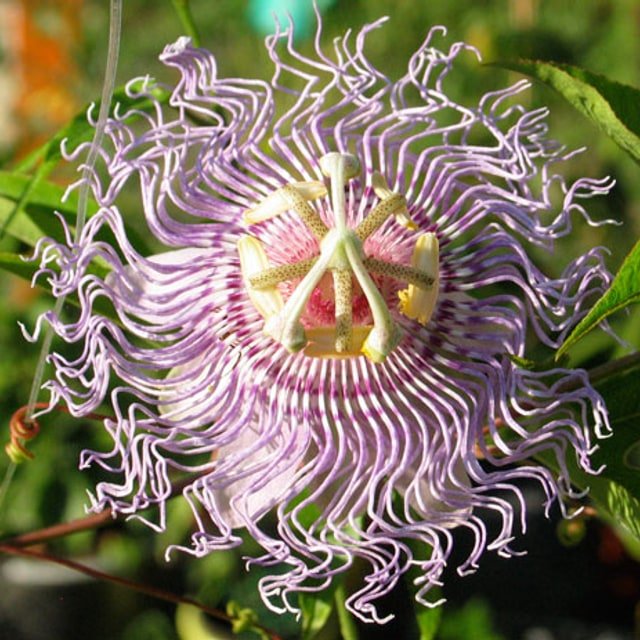 Passion Flower Incarnata Seed