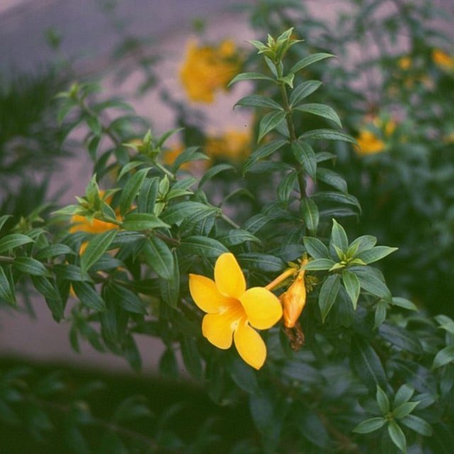 Allamanda Cathartica Seed