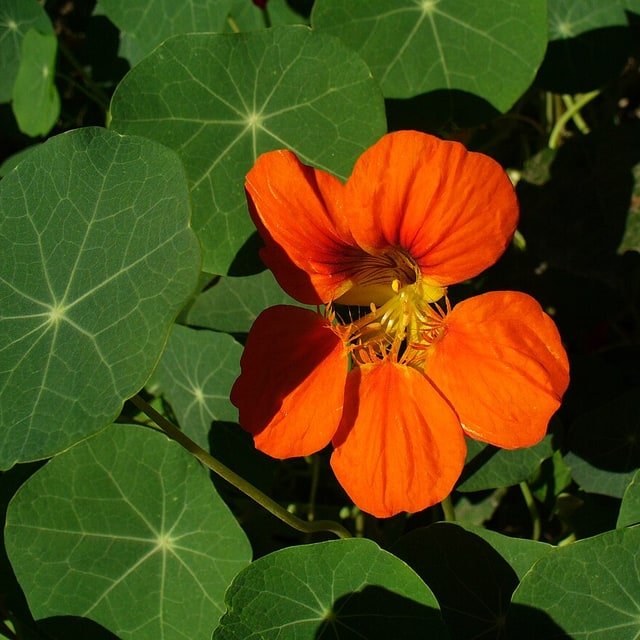 Popular Seeds