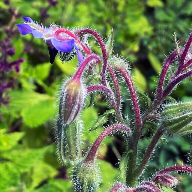 Borage Blue Flower Seed