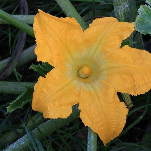 Squash Blossom Mix Seed