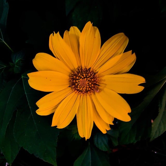 Sunflower Snack Seed