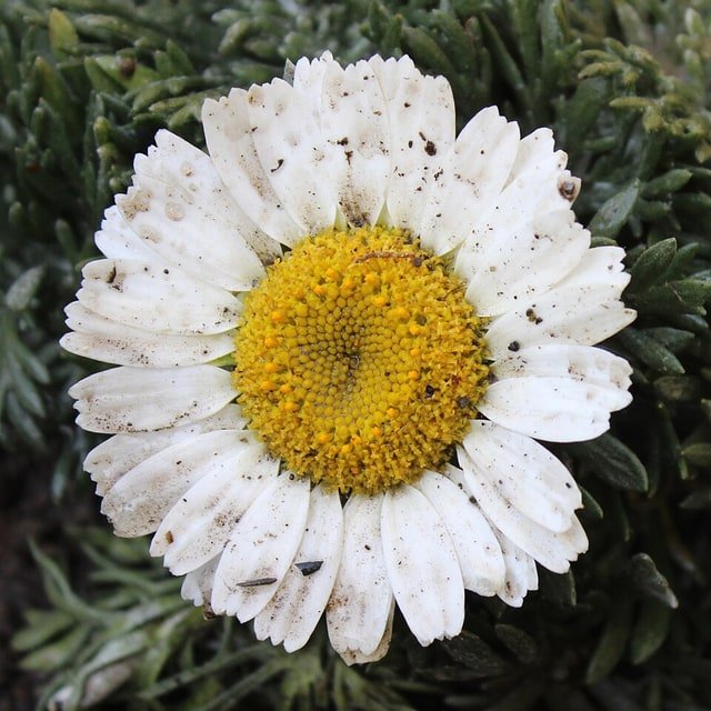 Chamomile German Seed