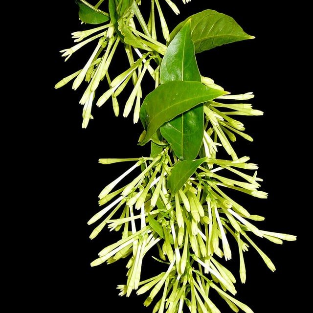 Night Blooming Jasmine Seed