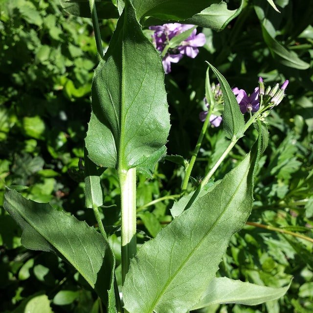 Dames Rocket Hesperis Seed