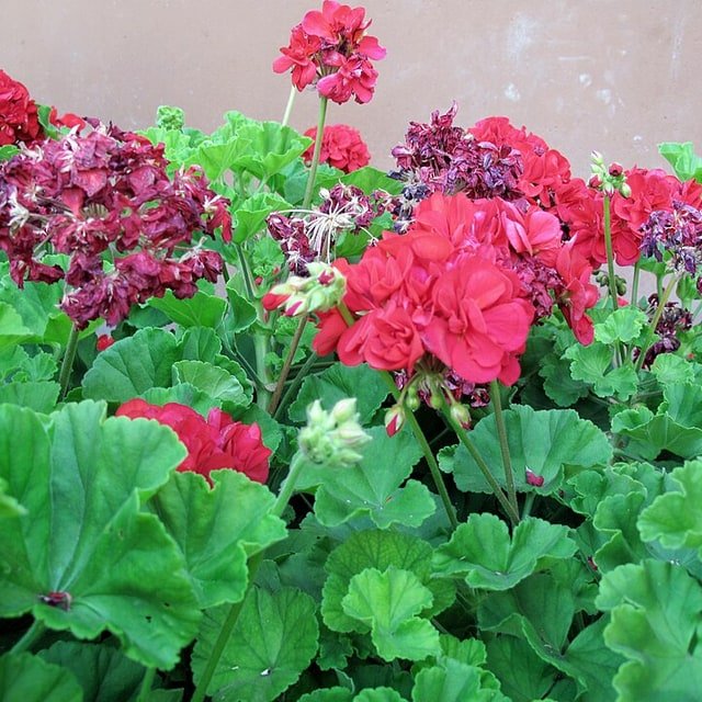 Patio Container Mix