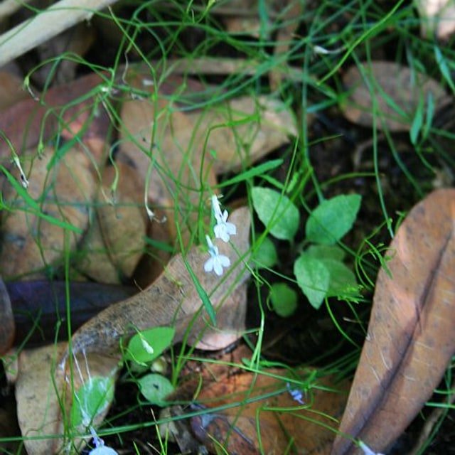 Lobelia Cascade Seed