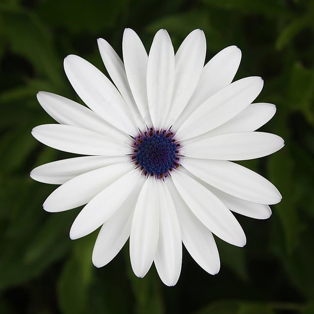 Osteospermum African Daisy Seed