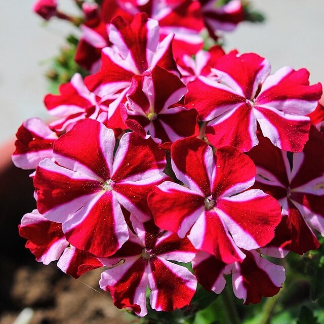 Verbena Lanai Seed
