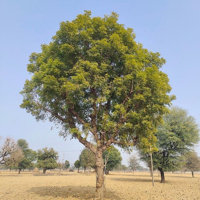 Neem Seed for planting