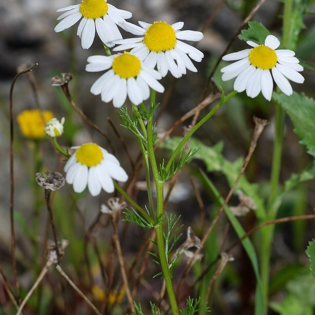 Popular Seeds