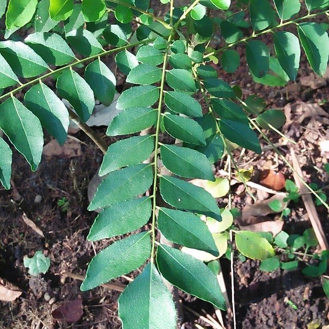Curry Leaf Seed for planting