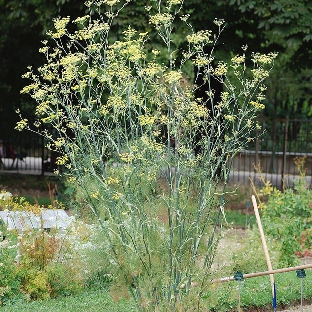 Fennel Seed for sowing